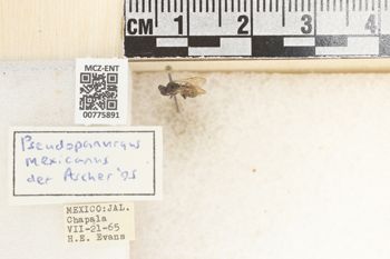 Media type: image;   Entomology 775891 Aspect: Labels